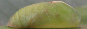 Pupae